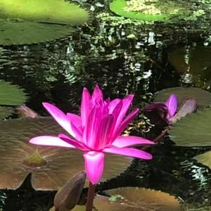 Meet your Posher, Lena